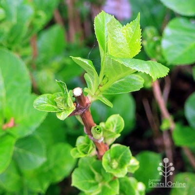 hydrangea stem after pruning