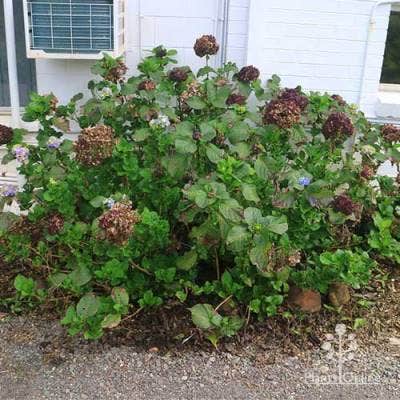 hydrangea 