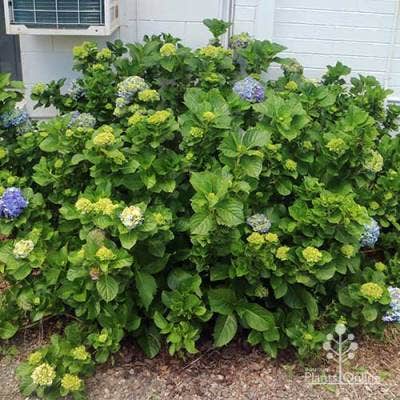 hydrangea 
