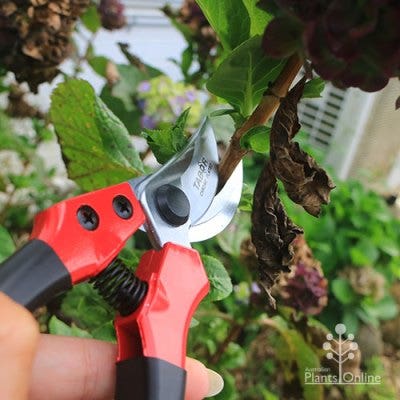 hydrangea pruning