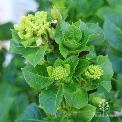 hydrangea new buds
