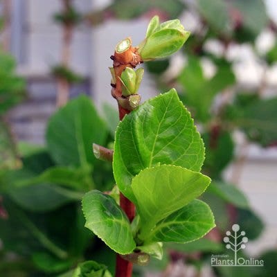 hydrangea stem after pruning