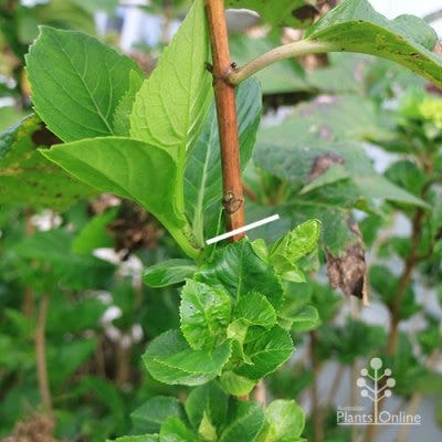 hydrangea pruning