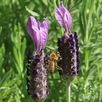 bees love Italian lavender