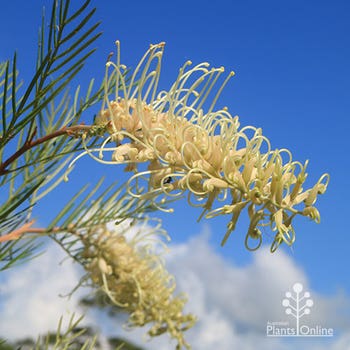 Grevillea Ivory Whip - grafted