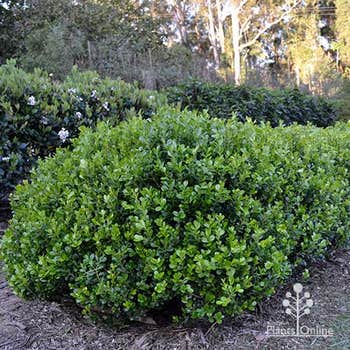 Buxus microphylla (Japanese box) 