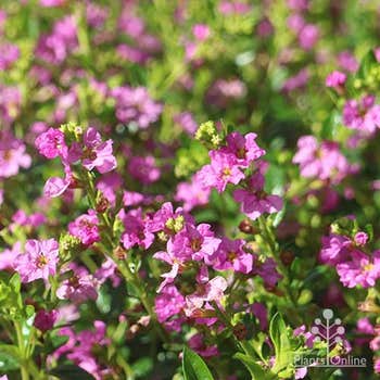 Cuphea Jocelyn's Pink