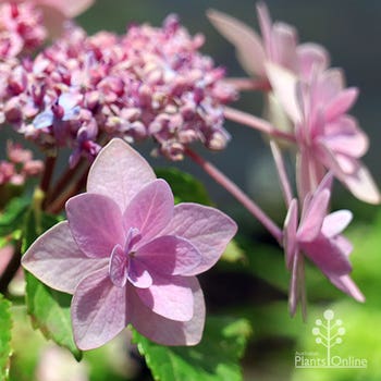 Jogasaki fireworks hydrangea