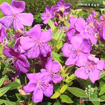 Tibouchina Jules