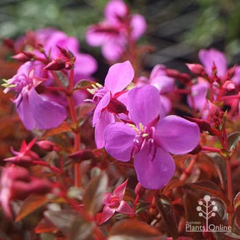 Centradenia Cascade - Spanish shawl 