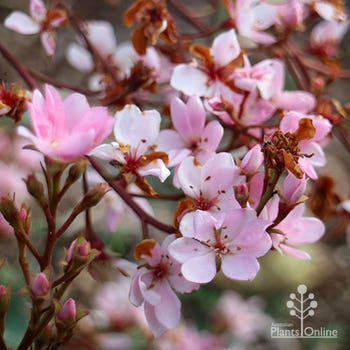 Springtime Rhaphiolepis Indian hawthorn