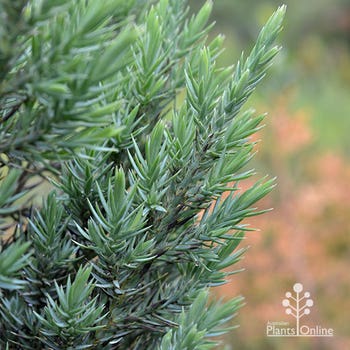 Pyramidalis silver juniper foliage