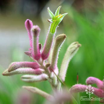 Bush Pearl kangaroo paw flower open