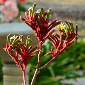 Australian Wildflower Kangaroo Paw Red Green - seed