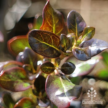 Coprosma Karo Red winter black foliage