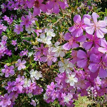 Kim's Tibouchina Illusion flowers