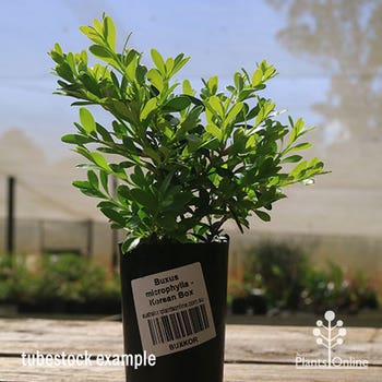 Buxus microphylla var microphylla - Korean Box tubestock plant