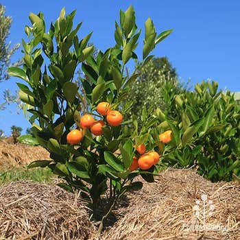 kumquat fruiting
