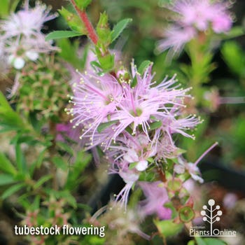 Kunzea ambigua Pink - tick bush