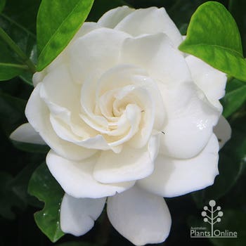 Gardenia Lacey Lady flower