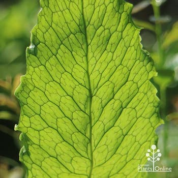 Lady Crocodyllus fern leaf