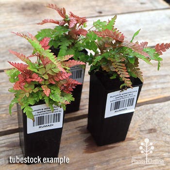 leatherleaf fern tubestock plant