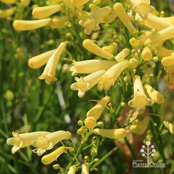 Lemon Falls yellow firecracker