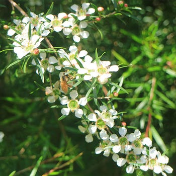 Leptospermum Lemon Frost