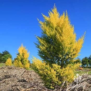 Cupressus Lemon Scent in nursery, winter