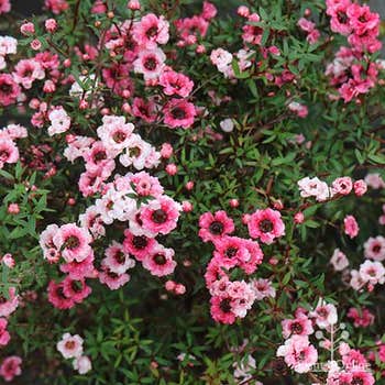Leptospermum Ballerina