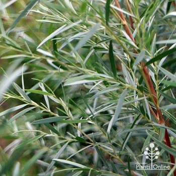 Leptospermum silver foliage