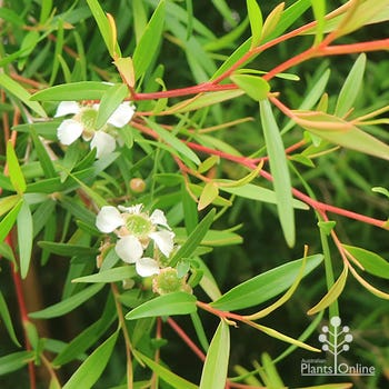 lemon scented tea tree flowers