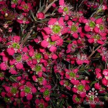 Rudolph magenta red tea tree