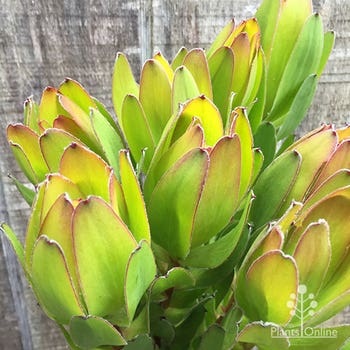 Leucadendron Gold Strike flowers