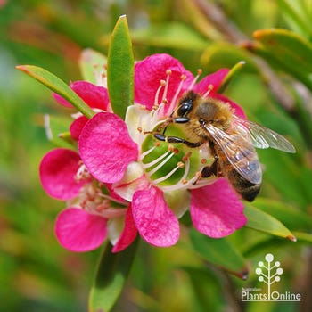 Leptospermum Lipstick