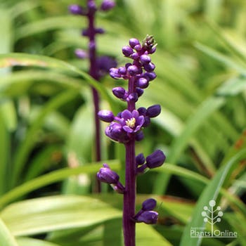 Liriope Royal Purple flowers