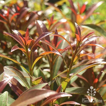 Little Goldie penda foliage