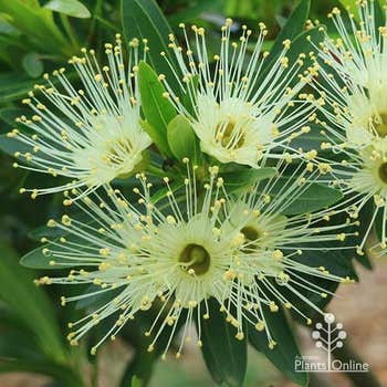 Xanthostemon Little Penda flower