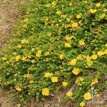 Hibbertia vestita Little Rocker 