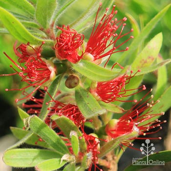 Little Silver callistemon flowers