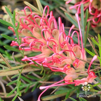 Grevillea Lollypops