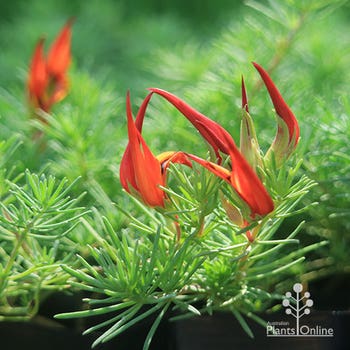 Red Flash lotus