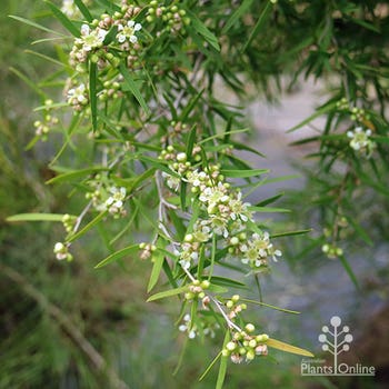 Leptospermum madidium flowering