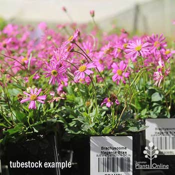 Brachyscome Magenta Blis