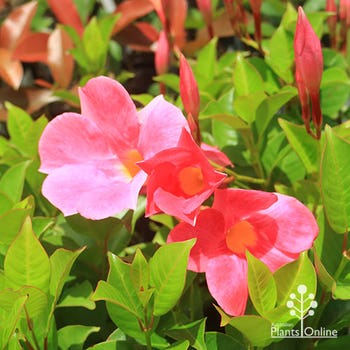 All Season Pink mandevilla