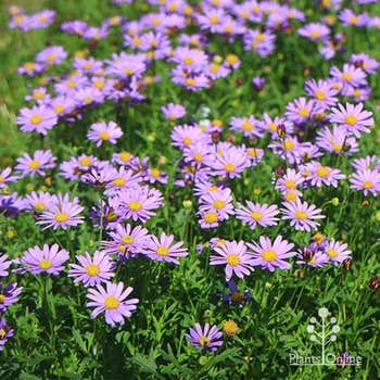 Brachyscome Mauve Bliss native cutleaf daisy