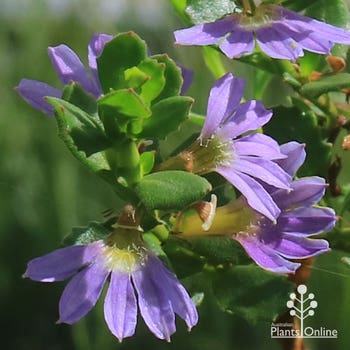 Mauve Clusters fanflower
