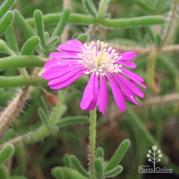 mesembryanthemum mauve flower