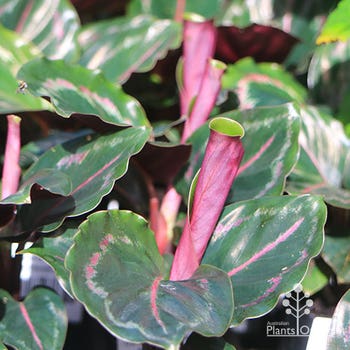 Calathea Medallion pink leaves
