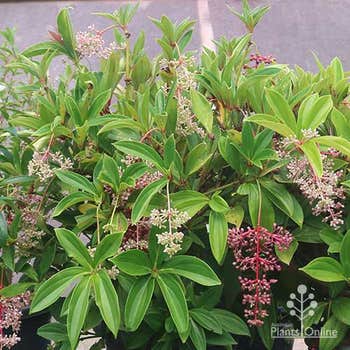 Medinilla myriantha